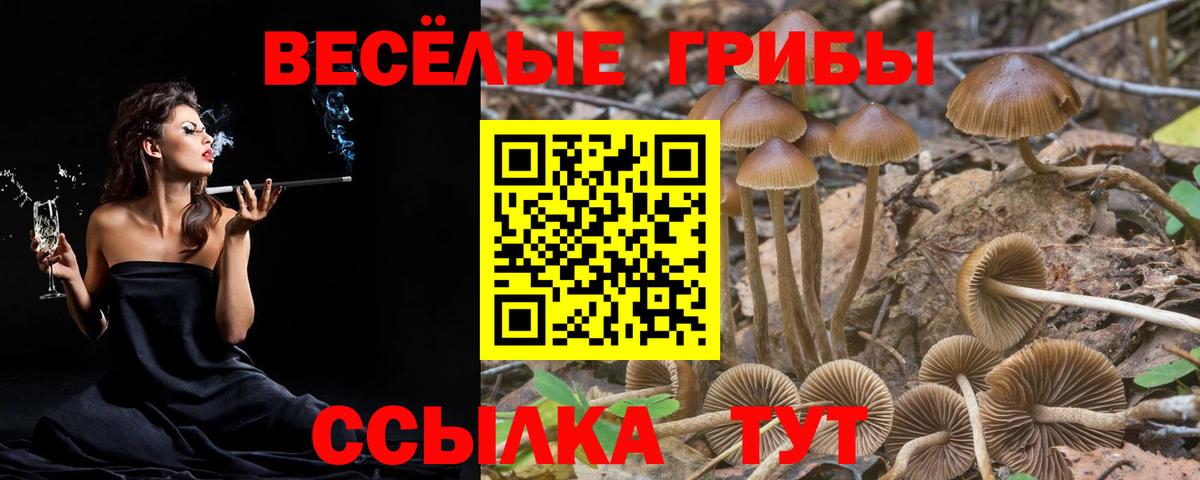 Благодарный  сколько стоит  Галлюциногенные грибы GOLDEN TEACHER  Вход с VPN  Галлюциногенные грибы Psilocybine cubensis 